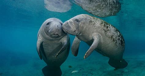 Nutrislice manatee - Find Your Organization Get Started! Let's find your organization. Search. Use current location for nearby results
